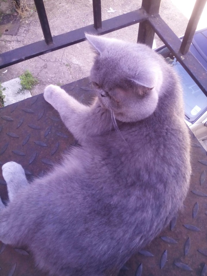 British Shorthair 3