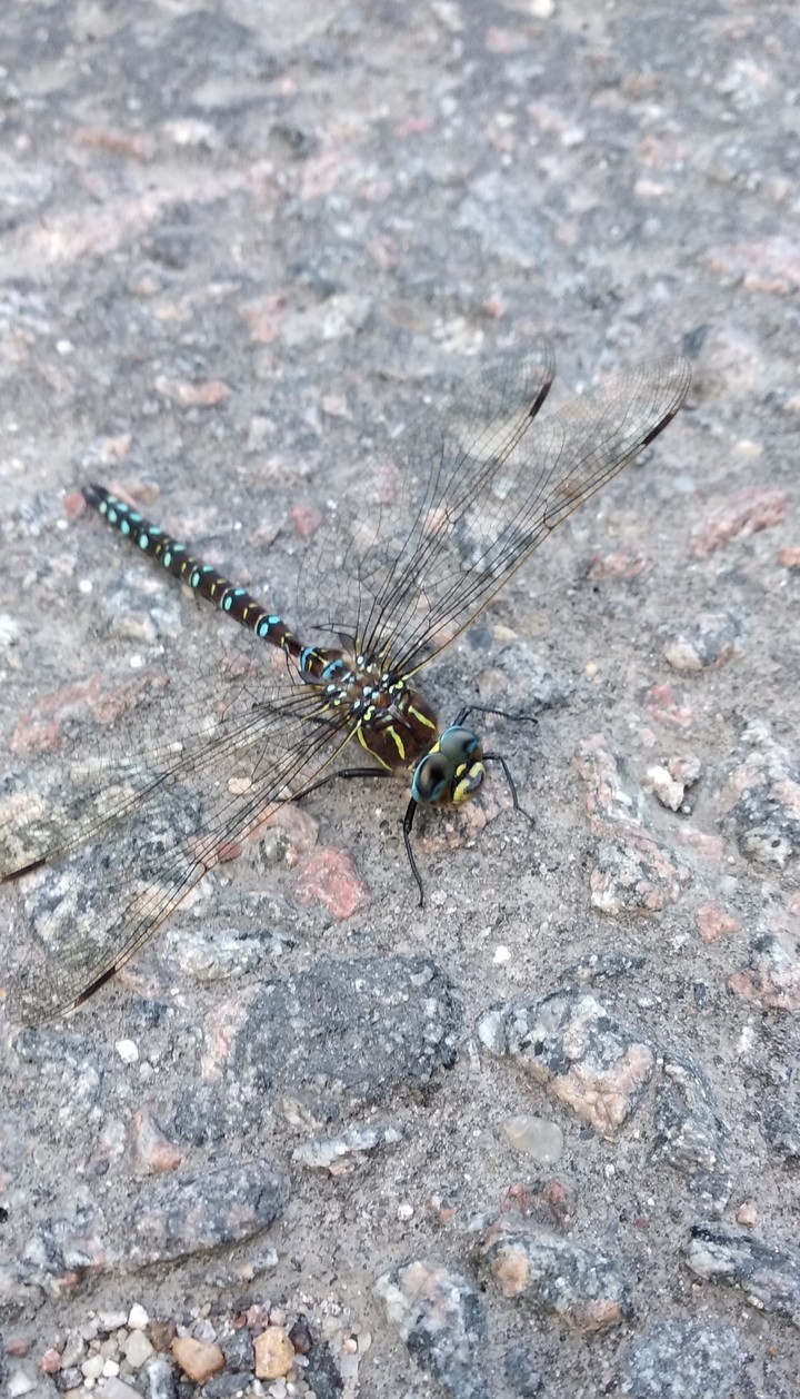 dragonfly