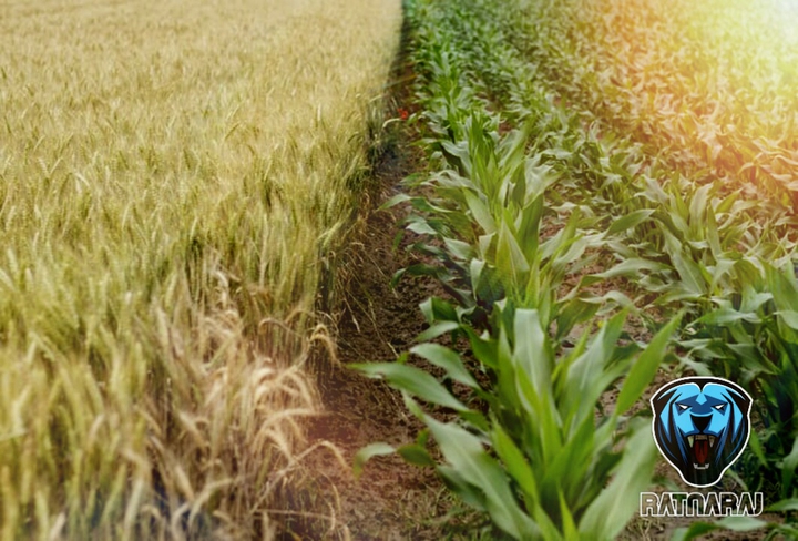 If you guess this crop then do like and follow me please