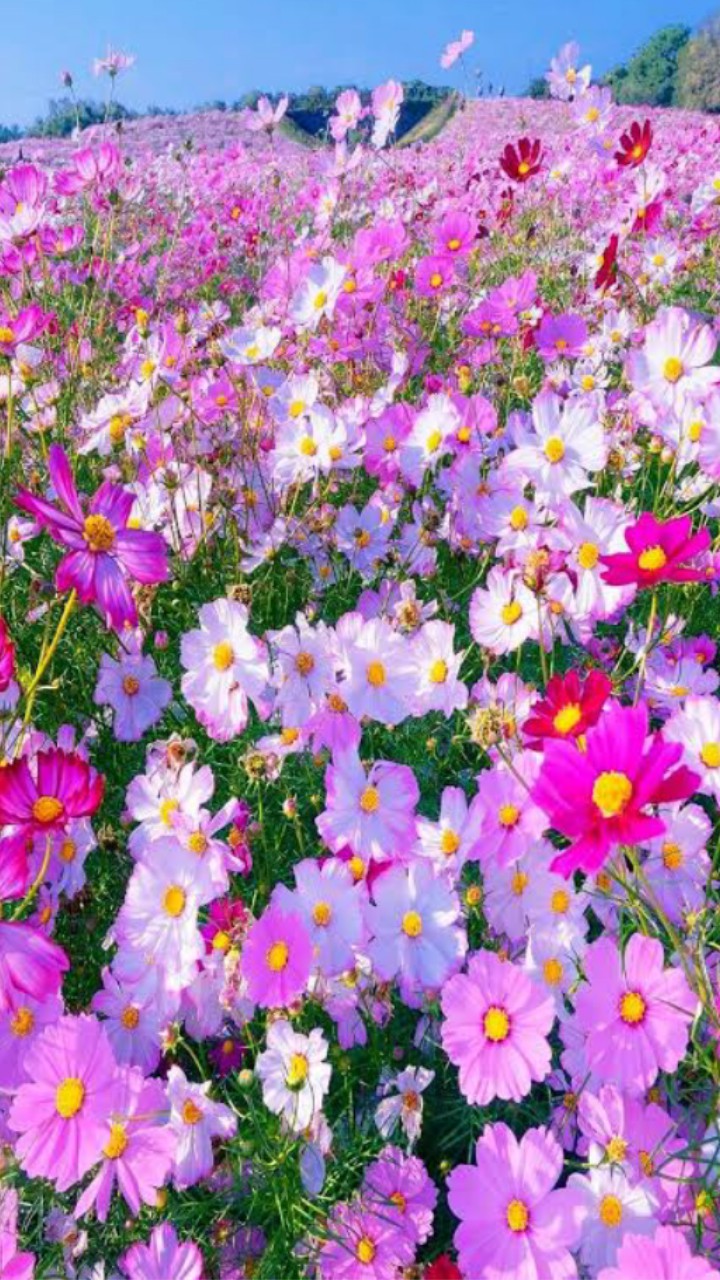 cicek