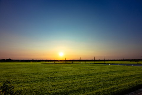 Sunset paddy