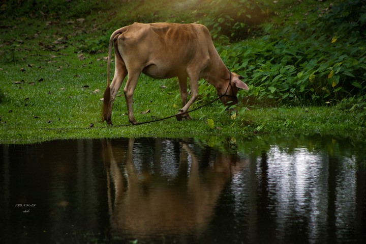 cow