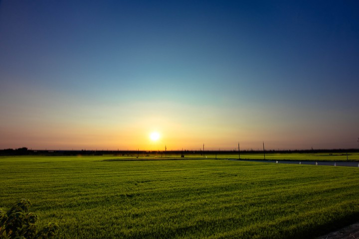 Sunset paddy