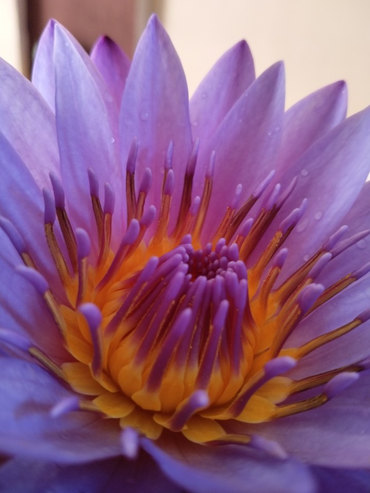 lily