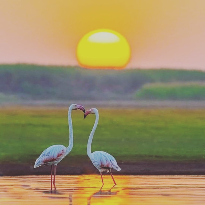 ♥️?Flamingo??