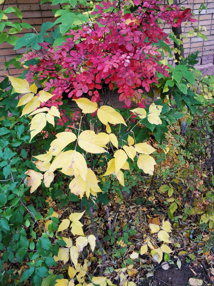 colorness