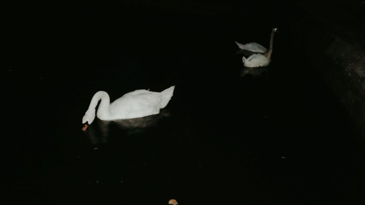 white swans