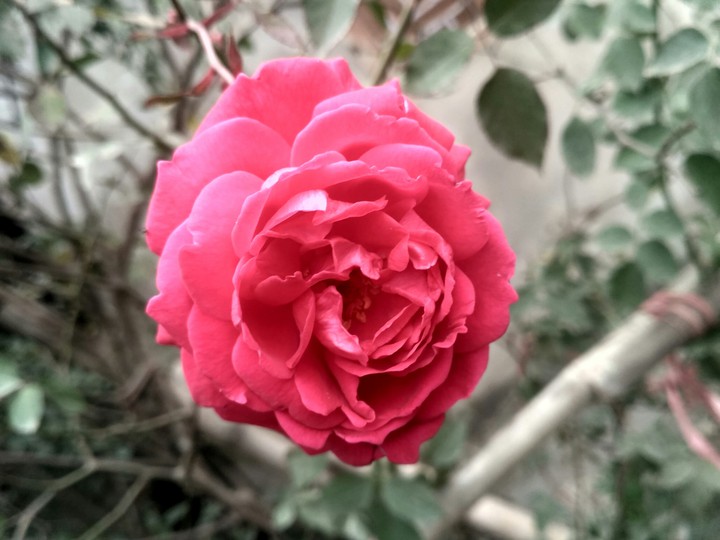 flower rose
