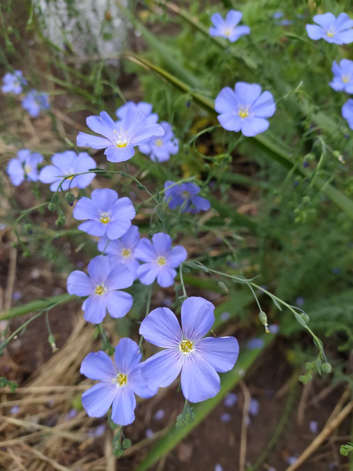Unforgettable blue