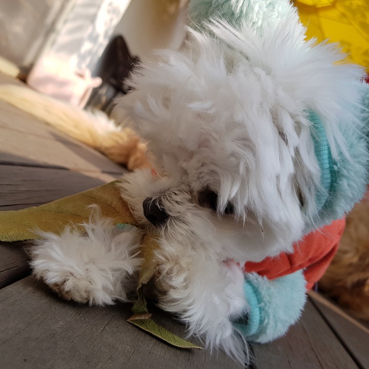 카폐에서 본 귀여운 강아지♡
