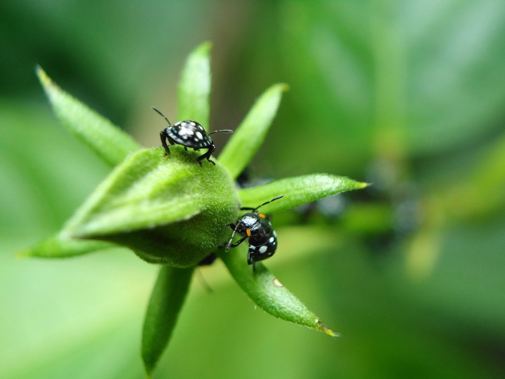 couple