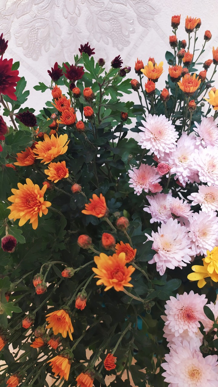 Flowers