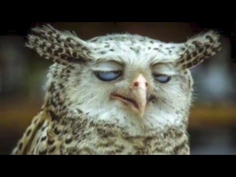 フクロウ Owl