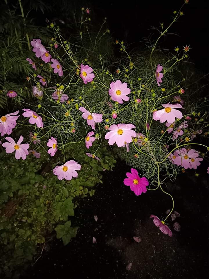 flo