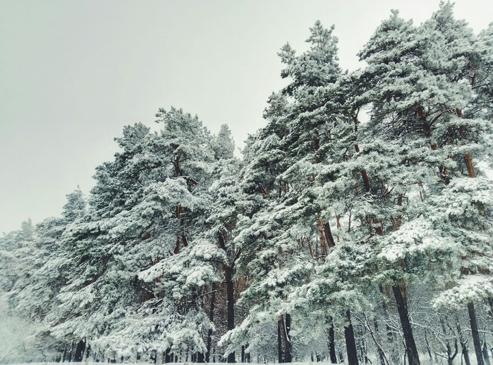 winter wood.