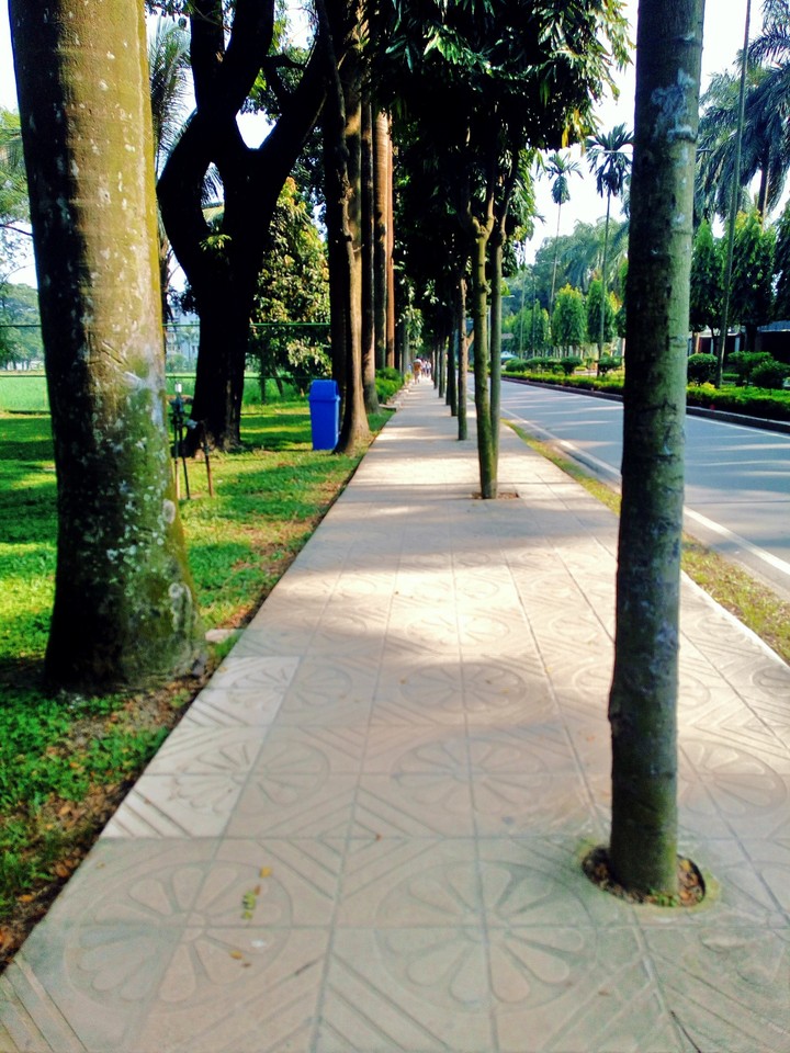 Trees