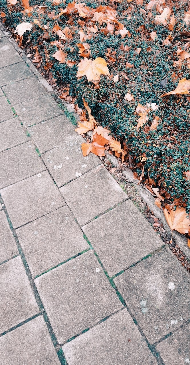 autumn leaves