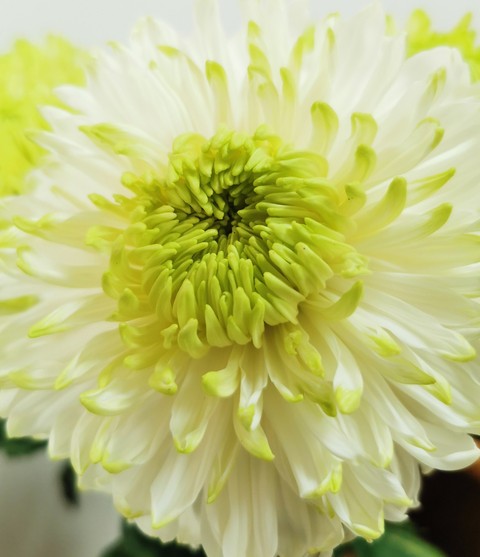 тапети Close-up, plant