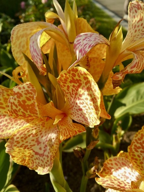 hình nền alstroemeriaceae, plants