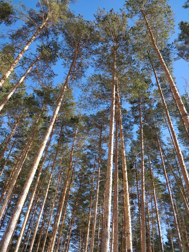 Зимний лес.
