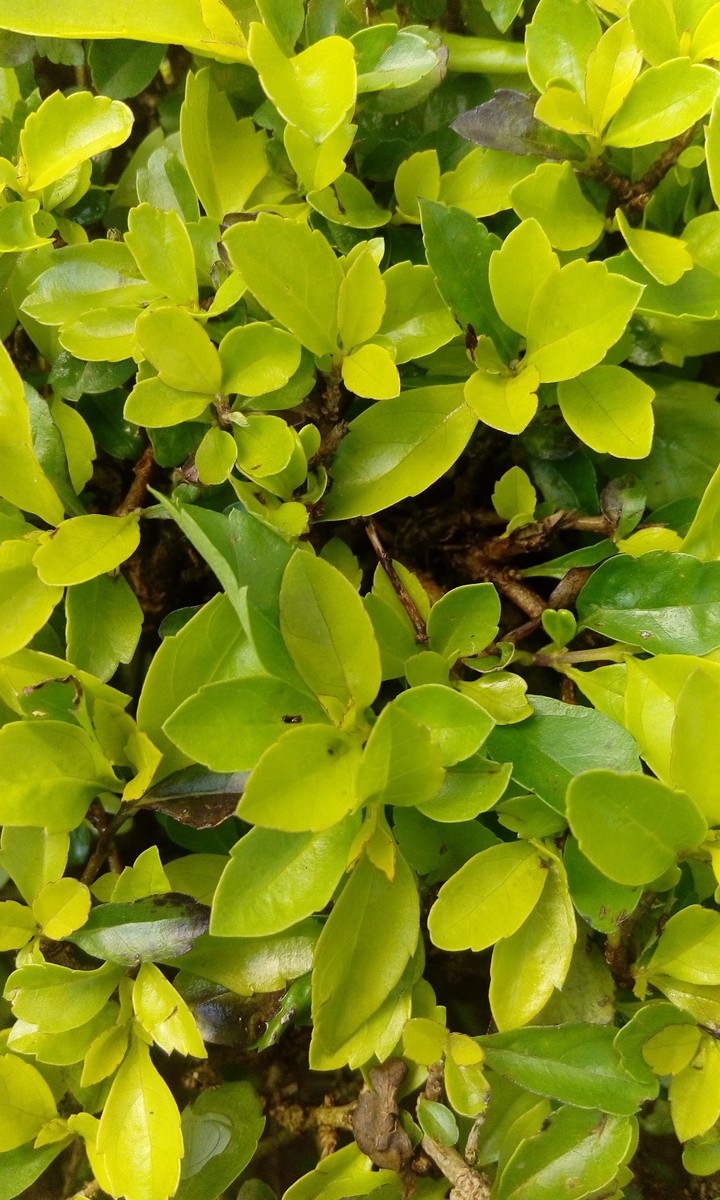 nature