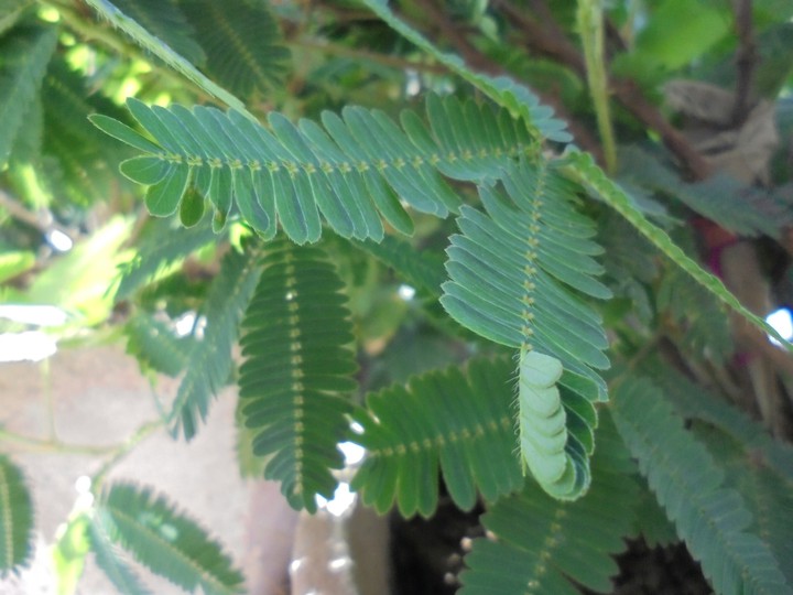Shameplant
