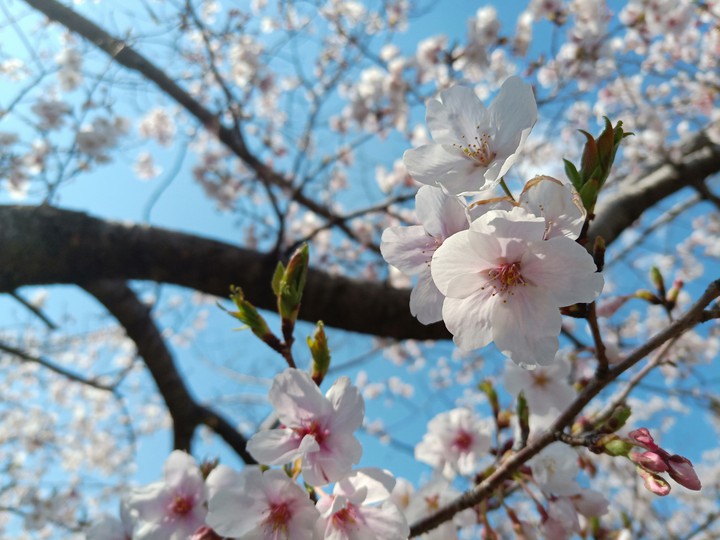 Sakura