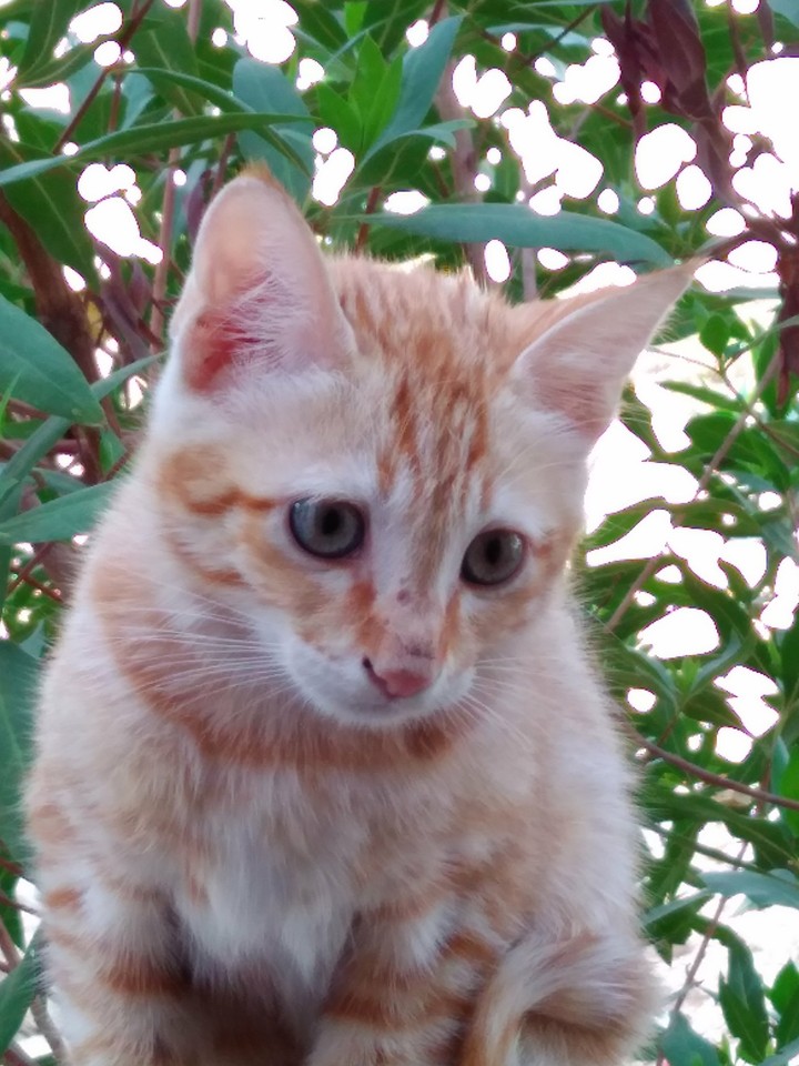 cute cat