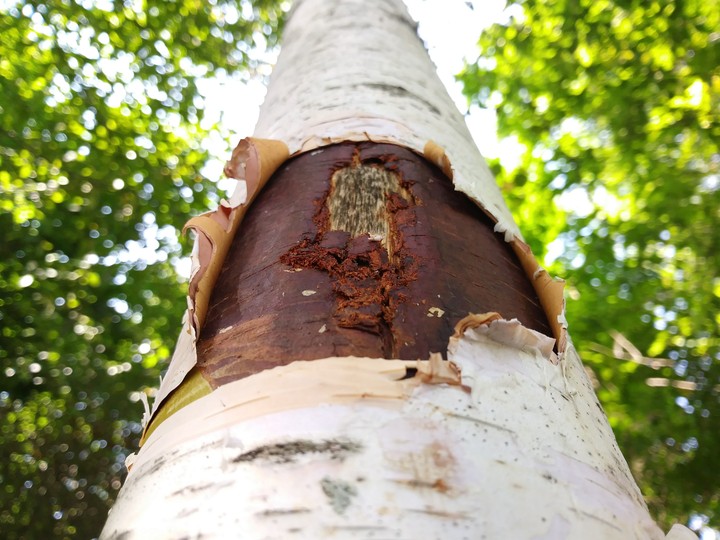 Healing Birch