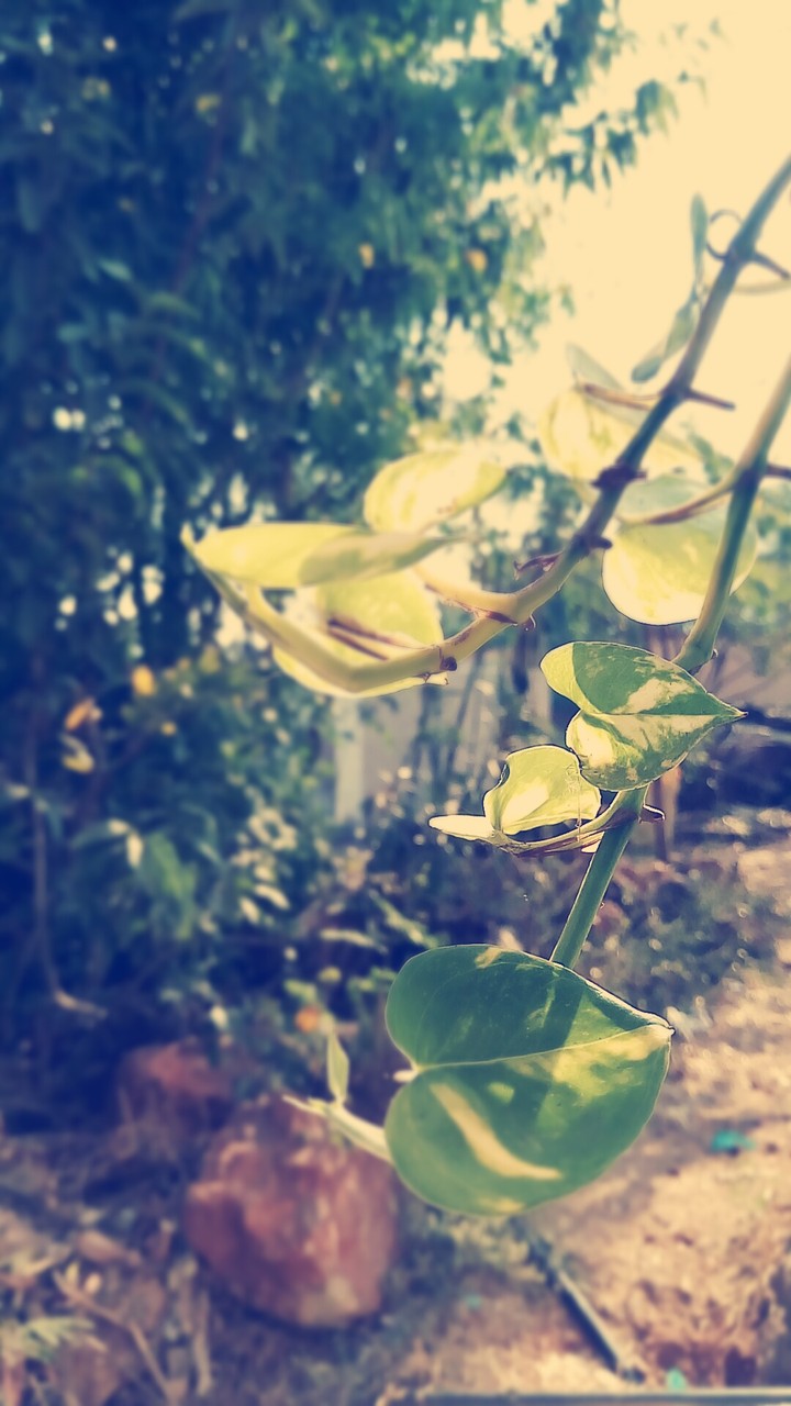 money plant leaves