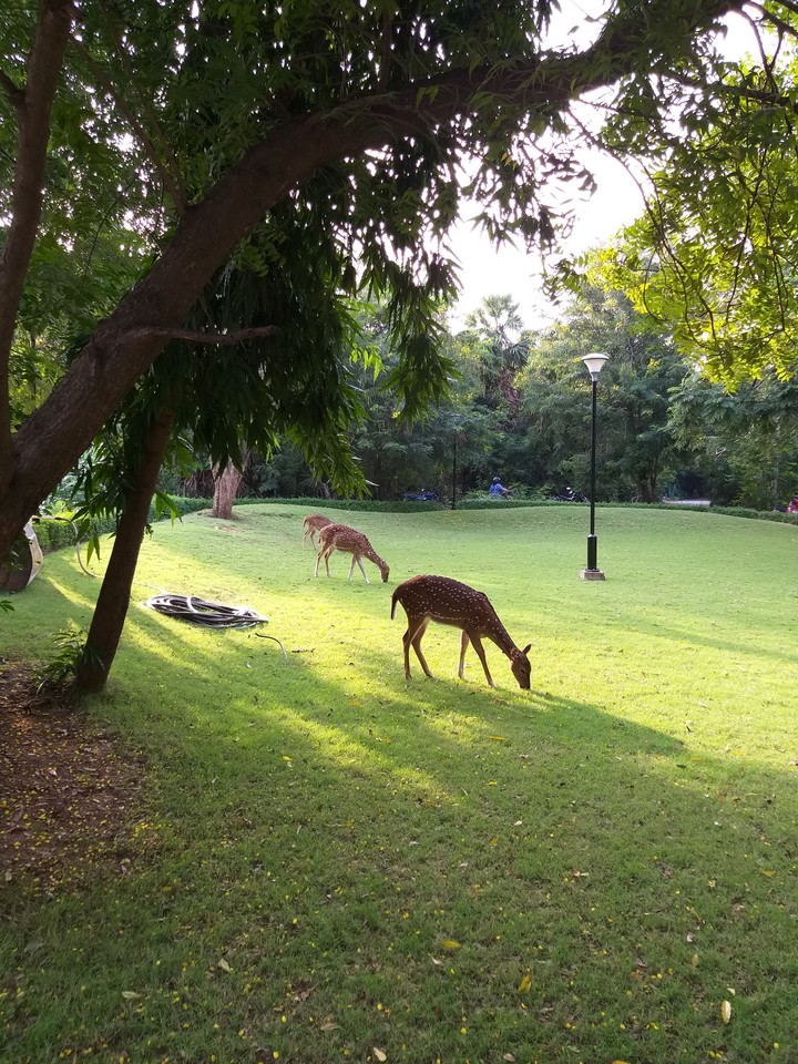 Deer