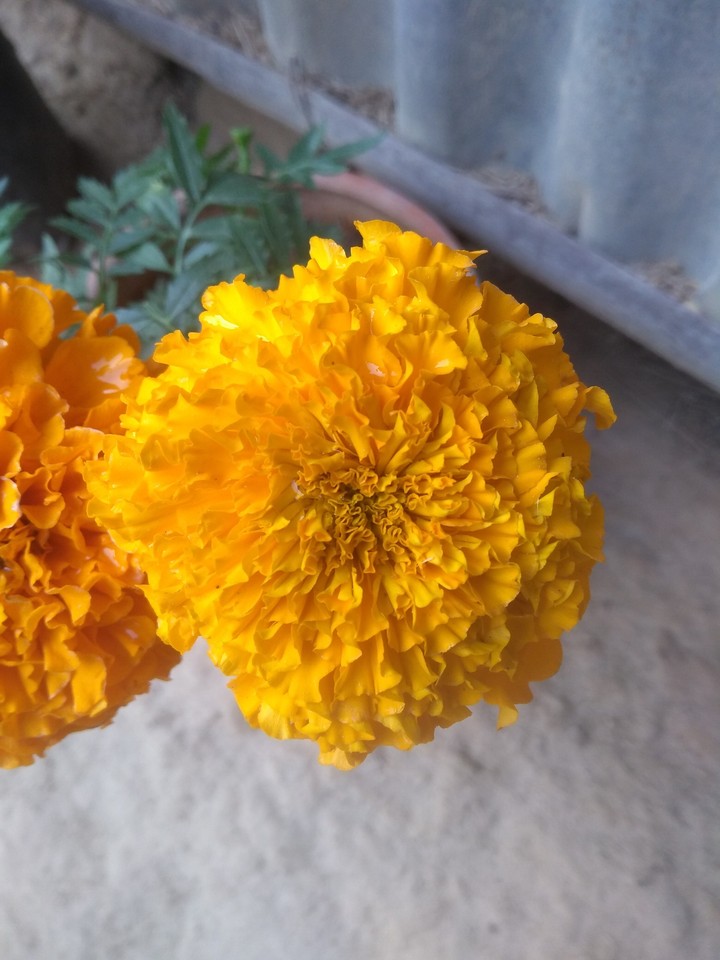 simple click