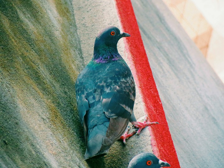 Beautiful pigeon