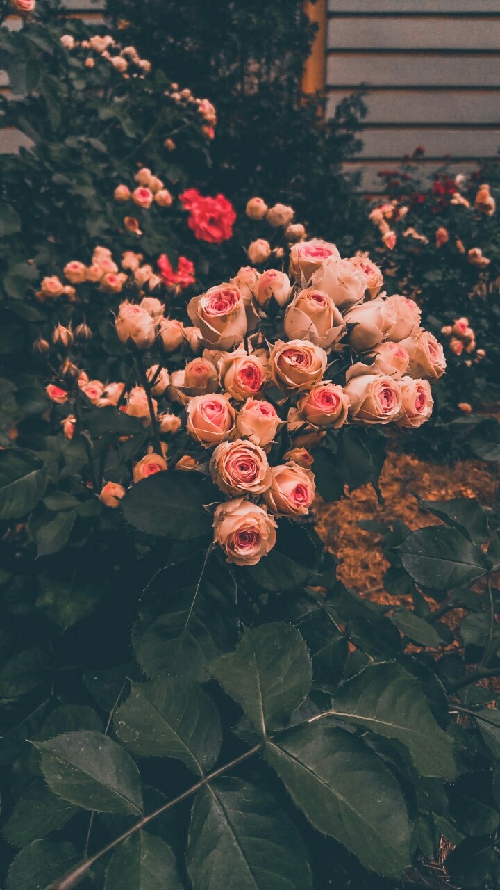 Цветы