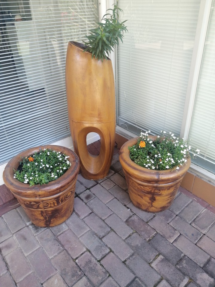 Pot Plant