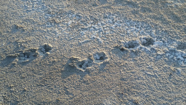 steps