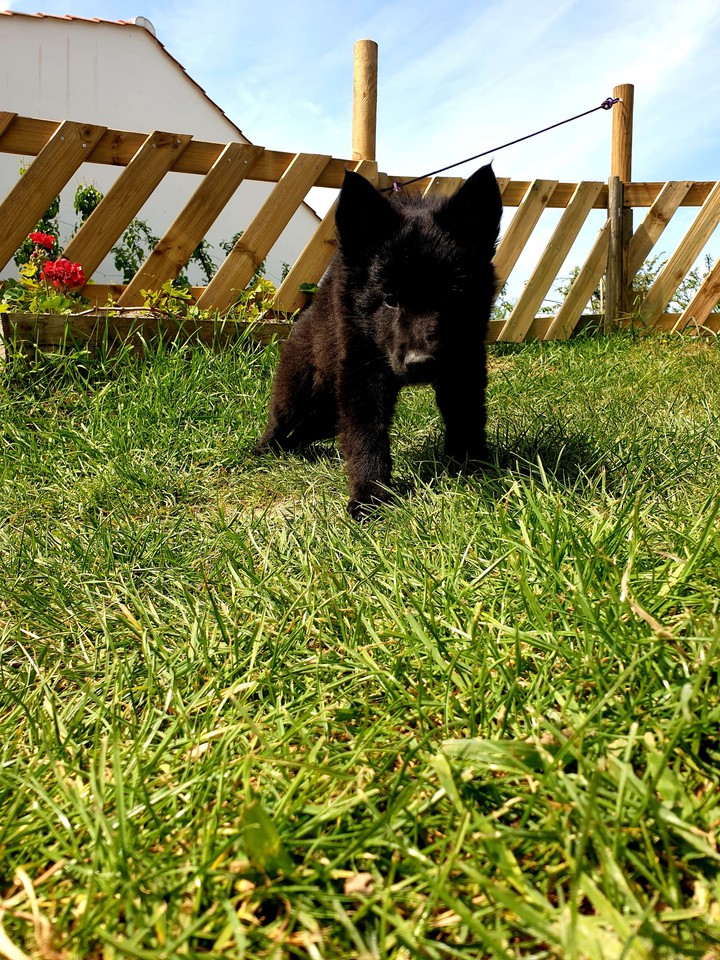 Little Dog