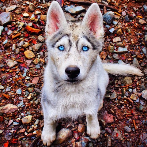 sfondi dog, wolfdog