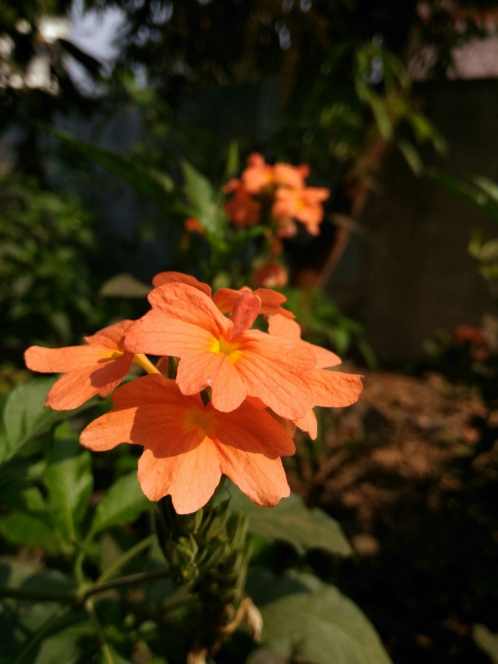 #india_flowers #portrait_ photography #natural_ clicks