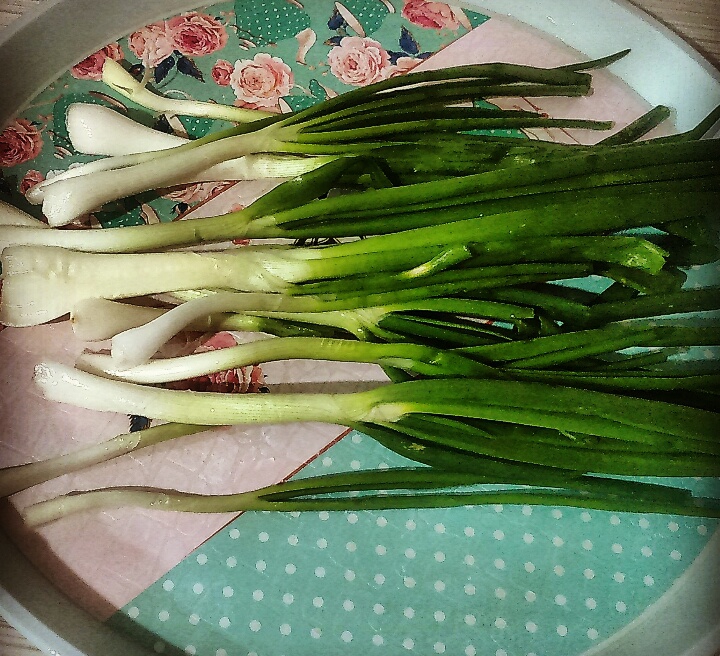 Onion harvest