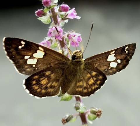 sfondi lepidoptera, insect
