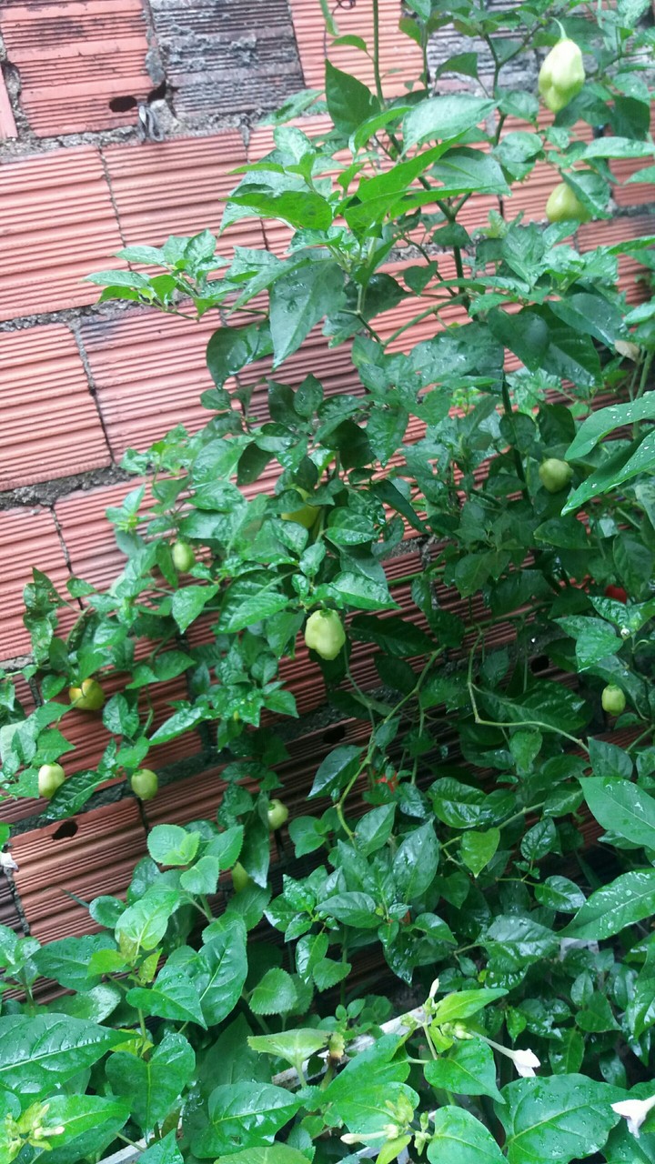 Jardim