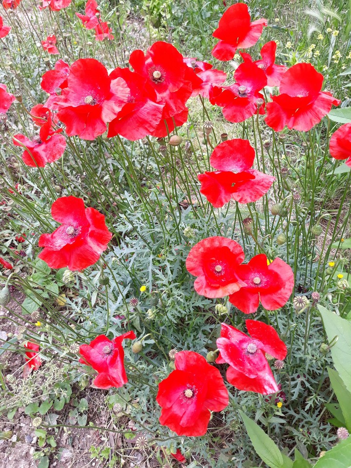 rosso