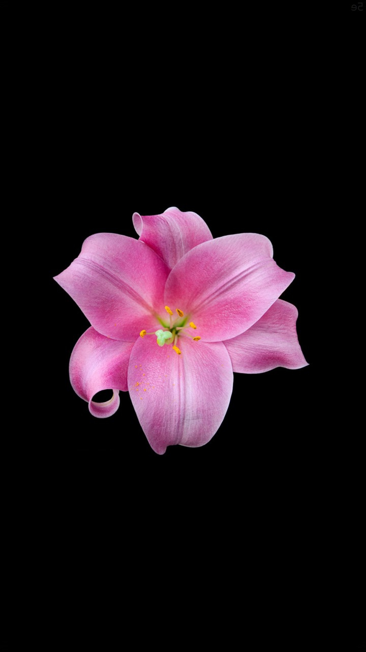flor