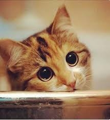 cat so sad