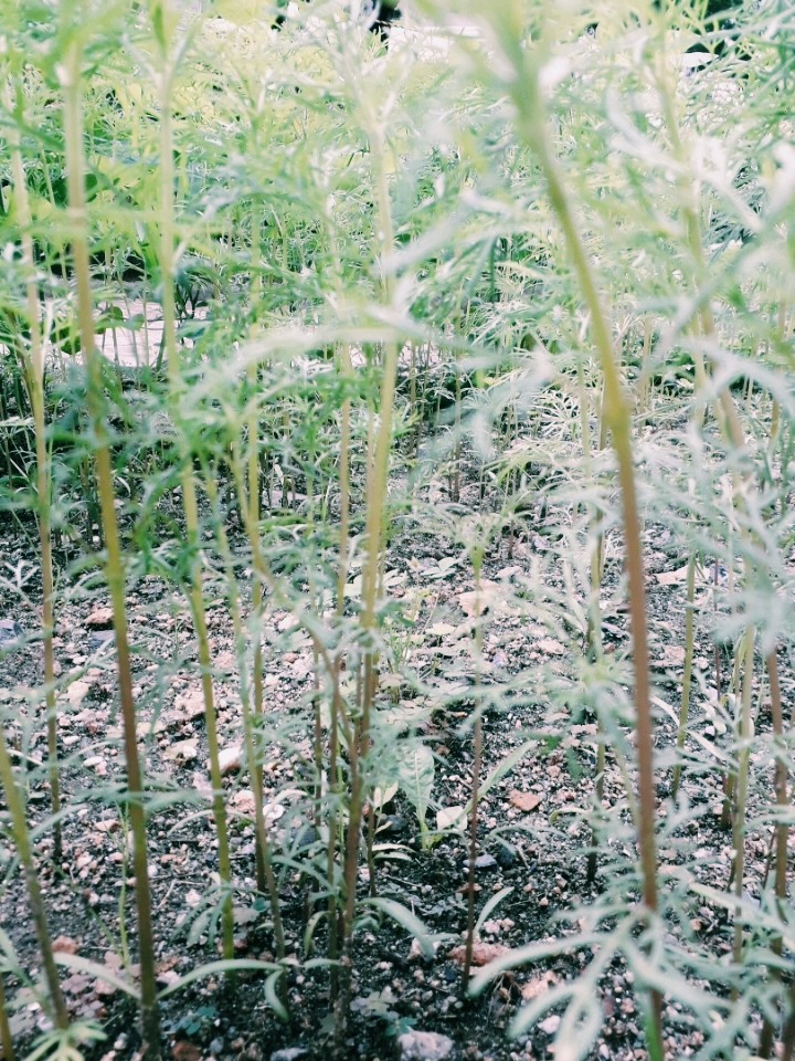 grass