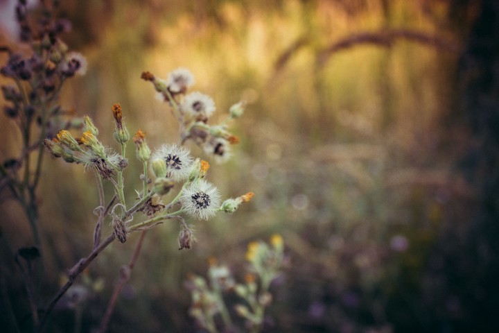 Wild flower