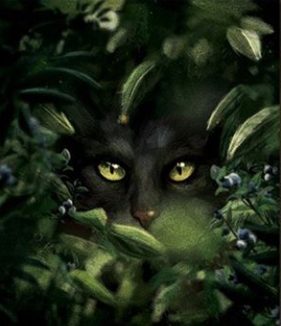 Warrior cats