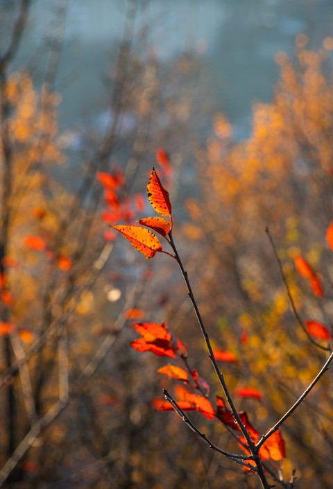 twig, Yellow duvar kağıtları