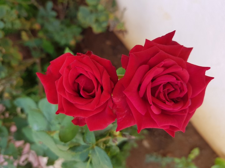 rose